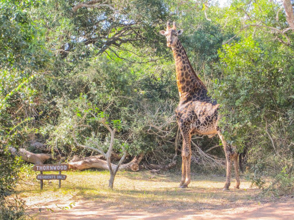 フルフルウェ Thornwoodヴィラ エクステリア 写真